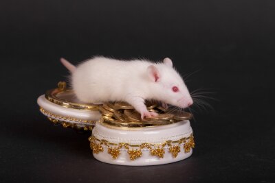 Młody biały szczur